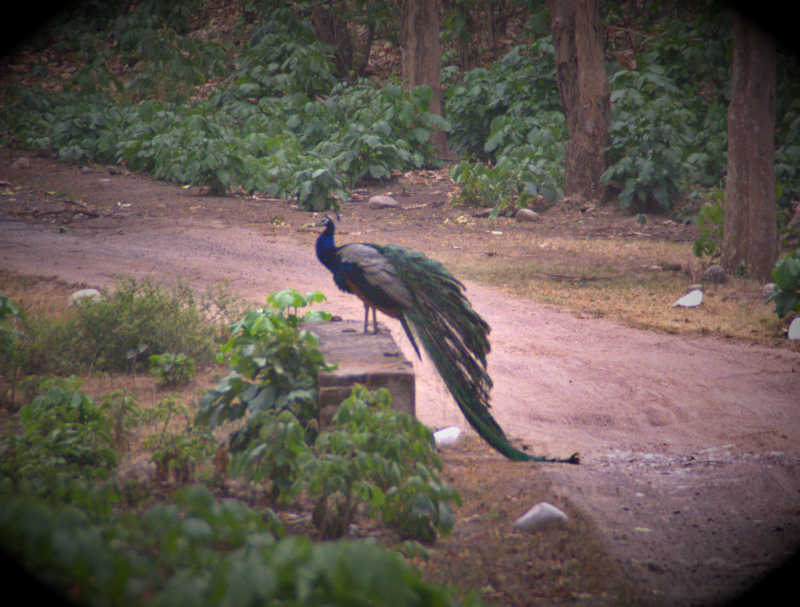 There are plenty of peacocks in Rajaji National Park.