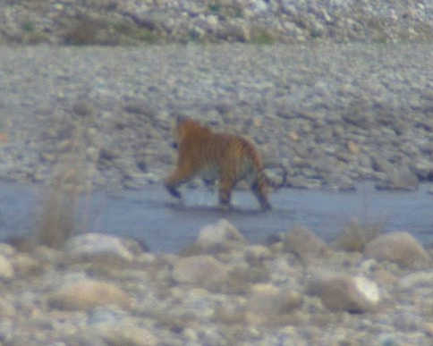 Tiger spotted in Dhikala zone of Jim Corbett National Park.