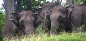 A herd of wild elephants at Parambikulam reserve.